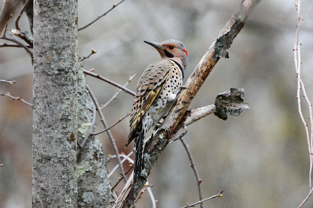 Woodpecker, Northern Flicker, 2016-05047103 Broad Meadow Brook, MA.JPG - Northern Flicker. Broad Meadow Brook Wildlife Sanctuary, MA, 5-4-2016